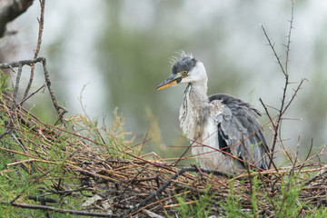Graureiher, Grey heron, Ardea cinerea