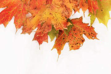 Autumn Leaves isolated on white