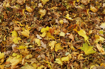 Fallen leaves from a tree.