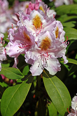 Rhododendron flowers