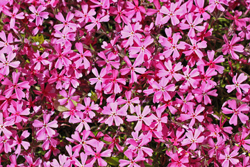 Moss phlox (Phlox subulata)