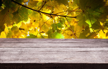Naklejka na ściany i meble empty wooden board with beautiful autumn leaves on natural blur background.