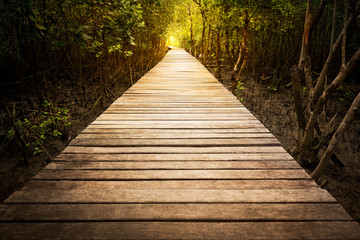 Obraz premium Wooden walkway in mangrove park