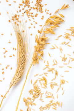 Spike of wheat and wheat grains. Ears of oats and oat grains