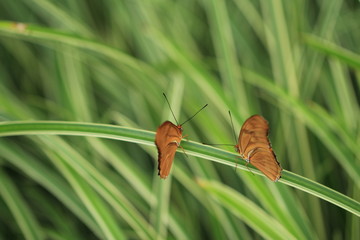 two butterflies