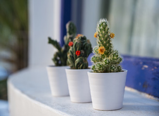 Group of cactus plants