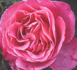 Ruffled Rose