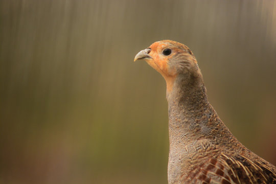 starna (Perdix perdix) - ritratto