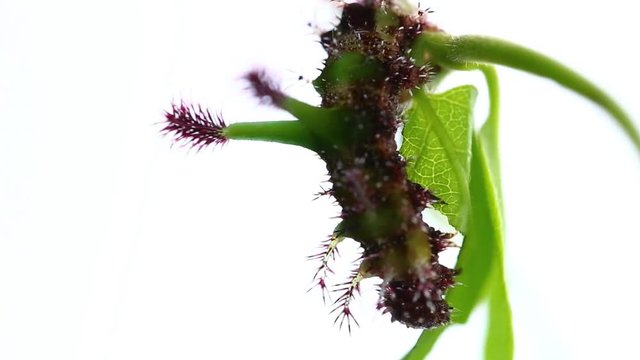 Caterpillar of White Commodore butterfly ( Parasarpa dudu ) eating host plant leaf