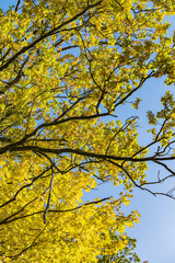 colorful oak tree with leaves in fall at low mountain range sauerland, germany