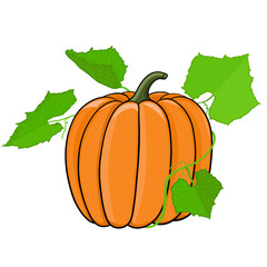 Pumpkin with green leaves