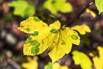 colorful leaf in fall at low mountain range sauerland, germany