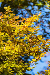 colorful leaves in fall at low mountain range sauerland, germany