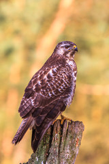 Bussard auf Eichenpfahl