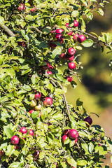 tree full of red apples in fall at low mountain range sauerland, germany