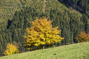 Naklejka premium colorful trees with leaves in fall at low mountain range sauerland, germany