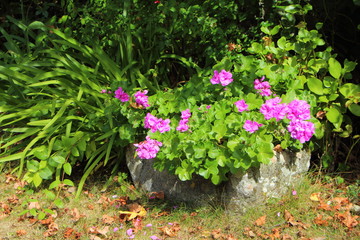 Auge en pierre avec des géraniums