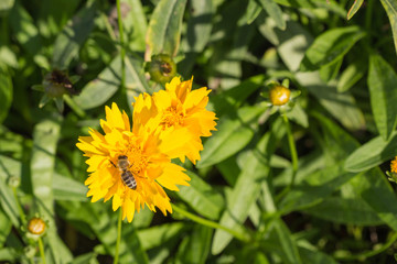 Biene sitzt auf gelber Blüte im Park