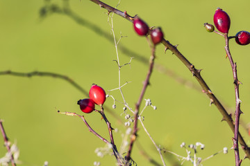 wild brier with red fruits in fall at low mountain range sauerland, germany