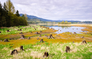 Mount Rainier National Park