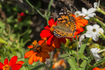 Schmetterling, Distelfalter auf bunten Blumen