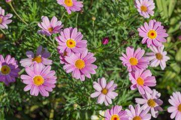 Obraz premium Bunte Blumen im Park,