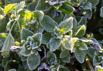 Frozen plant covered with hoarfrost or rime