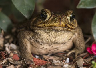 Toad Marco