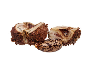 Opened the fruit and seed of castor bean on a white background