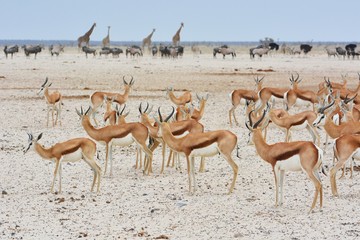 Fototapeta na wymiar Springböcke, Giraffen und Oryx im Etosha Nationalpark