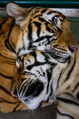 Two sleepy tigers.
