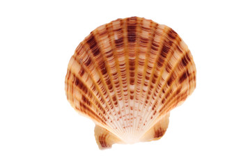 Shell isolated