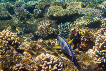 Lined Surgeonfish in Red sea