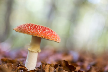 Landscape with mushrooms