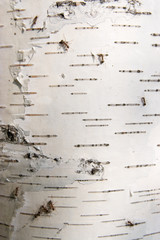 Bark of a birch