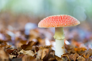 Landscape with mushrooms
