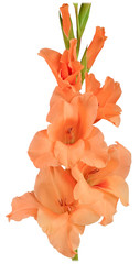 gladiolus orange 2