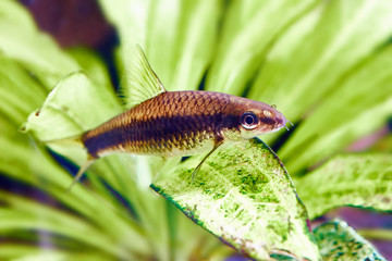 Aquarium fishes - siamese algae