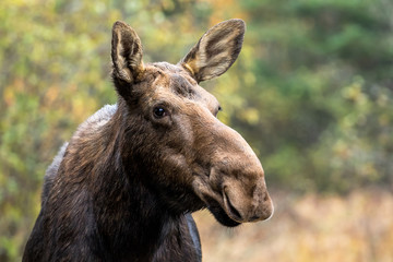 Moose - Alces alces, close-up portrait of a female cow.  Bokeh of fall leaves in the background.