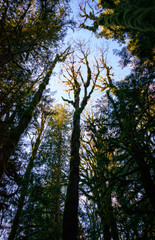 Crescent Lake, Olympic National Park