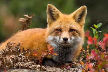 Red Fox - Vulpes vulpes, close-up portrait. Laying down in the colorful fall vegetation. Making eye...