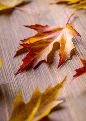 Obraz premium Autumn. Seasonal photo. Autumn leaves loose on a wooden board.