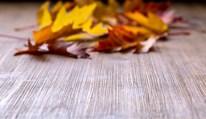 Fototapeta na wymiar Autumn. Seasonal photo. Autumn leaves loose on a wooden board. Free space for your text products and informations.