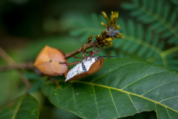 Longan stink bug perched on a leaf