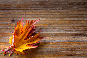 Autumn. Seasonal photo. Autumn leaves loose on a wooden board. Free space for your text products and informations.