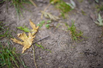 foglie d'autunno nel parco