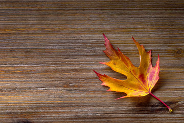 Naklejka na ściany i meble Autumn. Seasonal photo. Autumn leaves loose on a wooden board. Free space for your text products and informations.