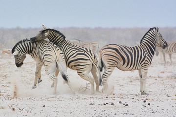 Fototapeta na wymiar kämpfende Zebras (Equus quagga) im Etosha Nationalpark
