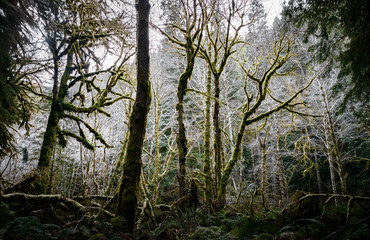 Crescent Lake, Olympic National Park