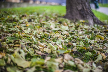 foglie d'autunno nel parco